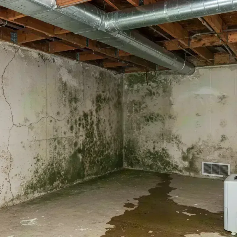 Professional Mold Removal in Stockville, NE